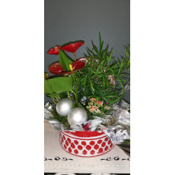 COMPOSITION DE PLANTES DANS BOITE METAL