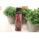 FRUITS DU JARDIN FRAMBOISE