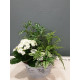 COMPOSITION DE PLANTES D'INTERIEUR