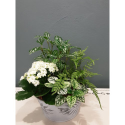 Composition de plantes d'intérieur