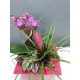 COMPOSITION DE PLANTES D'INTERIEUR