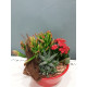 COMPOSITION DE PLANTES D'INTERIEUR