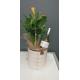 composition plante et vin 45.00€