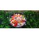 salade à composer