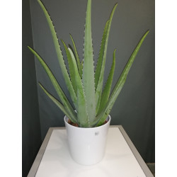 Aloes vera