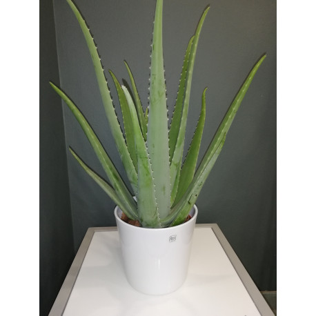 Aloes vera