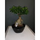 Ficus bonzaï