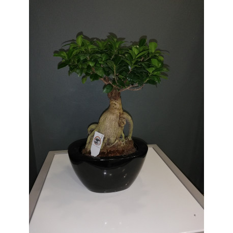 Ficus bonzaï Ficus bonzaï