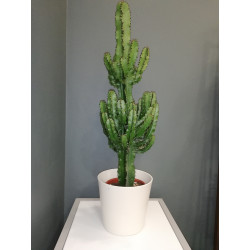 Euphorbe