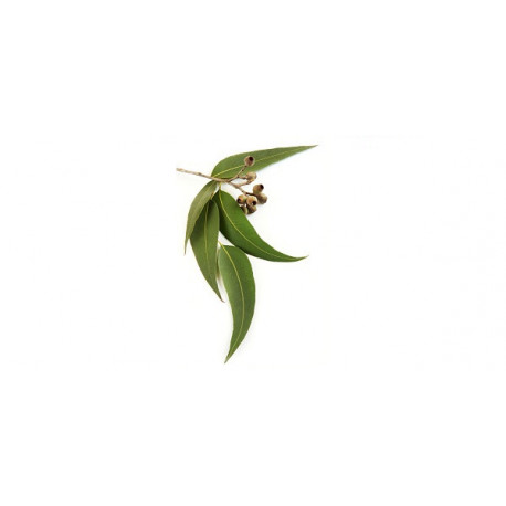 Huile essentielle d'Eucalyptus citronné Huile essentielle d'Eucalyptus citronné
