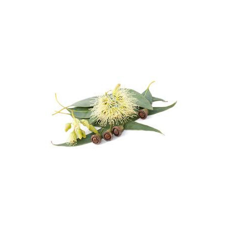 Huile essentielle d'Eucalyptus globulus Huile essentielle d'Eucalyptus globulus