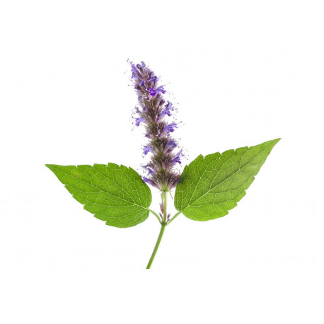 Huile essentielle de Patchouli Huile essentielle de Patchouli
