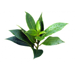 Huile essentielle de Tea tree