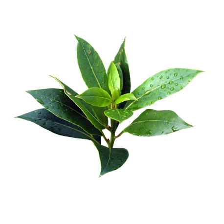 Huile essentielle de Tea tree Huile essentielle de Tea tree