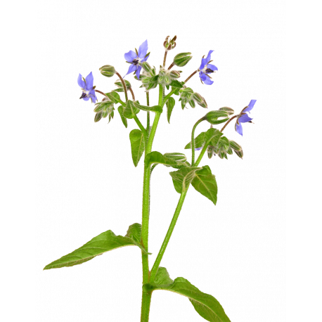 Huile végétale de Bourrache BIO Huile végétale de Bourrache BIO