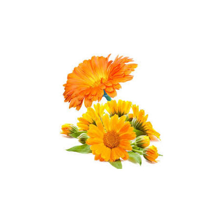 Huile végétale Bio de Calendula 50mL