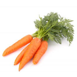 Huile de macération à la carotte BIO