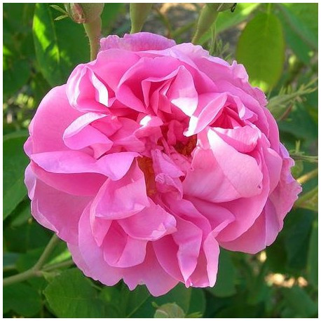 Huile végétale Rose musquée Huile végétale Rose musquée