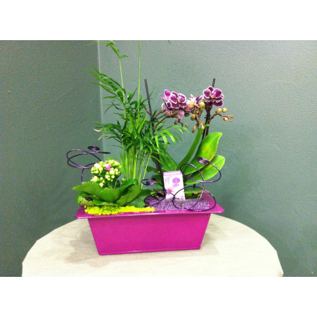 Composition de plantes avec orchidée rose
