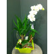 Composition de plantes avec orchidée blanc