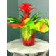 Guzmania dans verrerie avec perle d'eau rouge