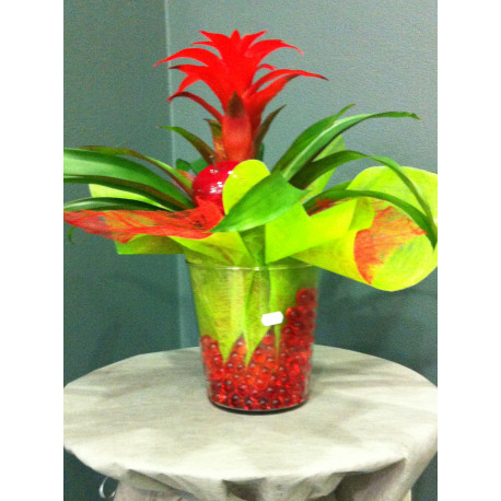 Guzmania dans verrerie avec perle d'eau rouge Guzmania dans verrerie avec perle d'eau rouge