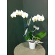 Orchidée phalaenopsis avec cache pot et déco blanche