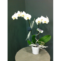 Orchidée phalaenopsis avec cache pot et déco
