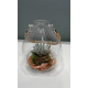 Terrarium