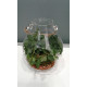 Terrarium