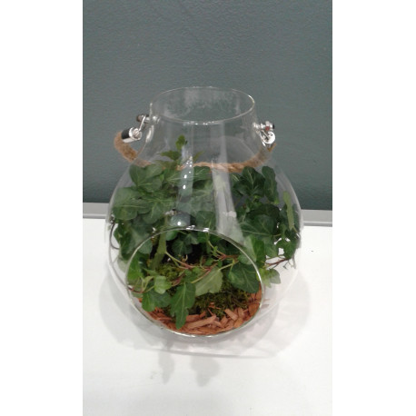 Terrarium Terrarium