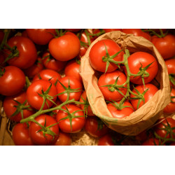 Tomates en arrivage quotidien