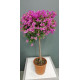 Bougainvillier