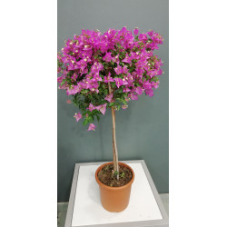 Bougainvillier