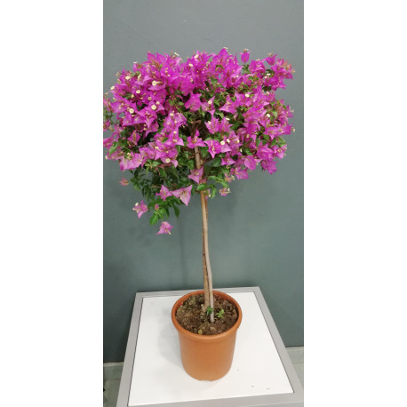Bougainvillier