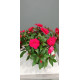 Impatiens de nouvelle guinée