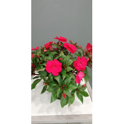 Impatiens de nouvelle guinée