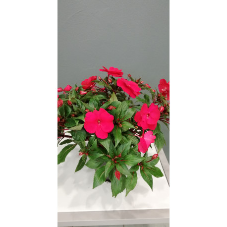 Impatiens de nouvelle guinée