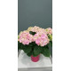 Hortensia