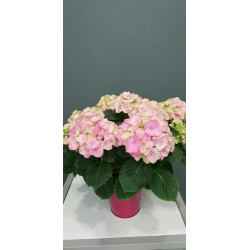 Hortensia