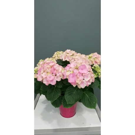 Hortensia