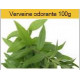 Verveine odorante